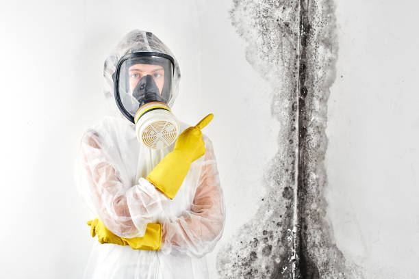 Best Mold Removal for HVAC Installations  in USA